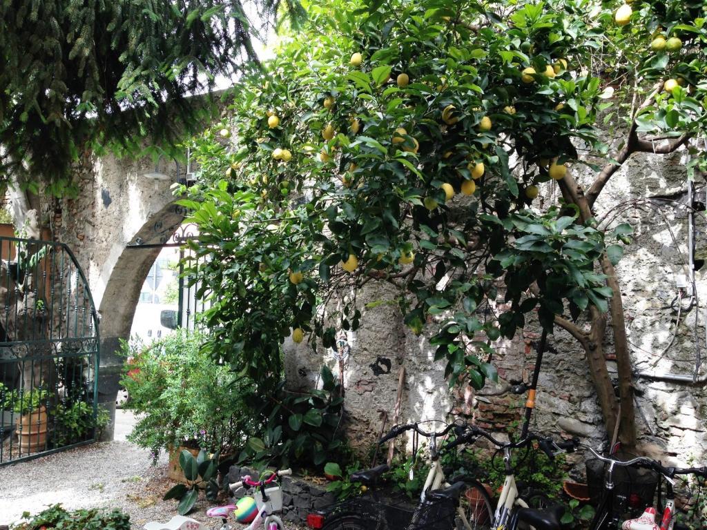 Villa Clelia Levanto Exterior photo